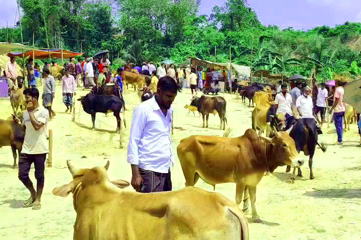 পাহাড়ে পশুর হাটে অজ্ঞান পার্টির আতঙ্ক