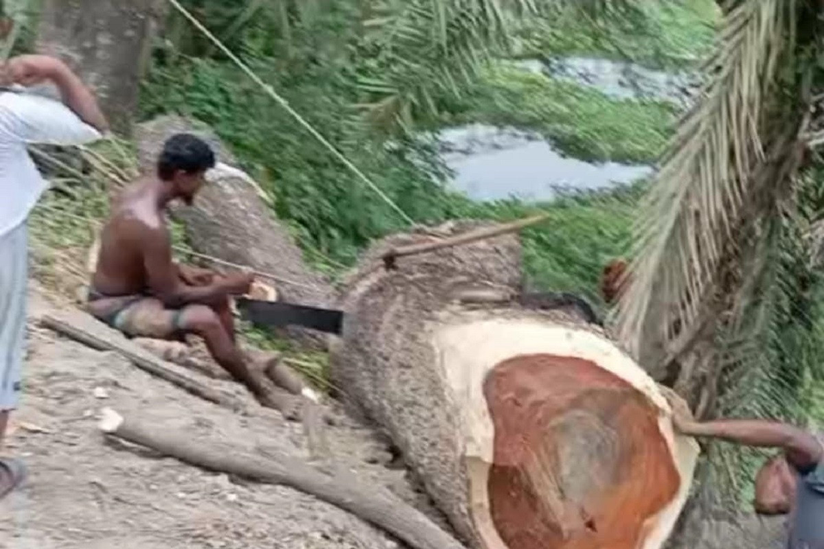 মুন্সীগঞ্জে ইউপি সদস্যের বিরুদ্ধে সরকারি গাছ কাটার অভিযোগ
