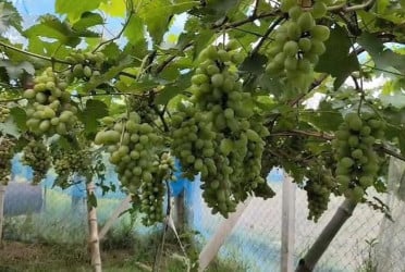 চাকরির পরিবর্তে আঙুর চাষে বদলে গেল তিন তরুণের জীবন