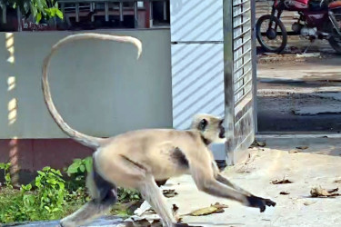 খাবারের সন্ধানে দিনাজপুর শহরে মুখপোড়া হনুমান