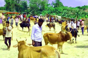 পাহাড়ে পশুর হাটে অজ্ঞান পার্টির আতঙ্ক