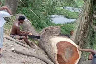 মুন্সীগঞ্জে ইউপি সদস্যের বিরুদ্ধে সরকারি গাছ কাটার অভিযোগ