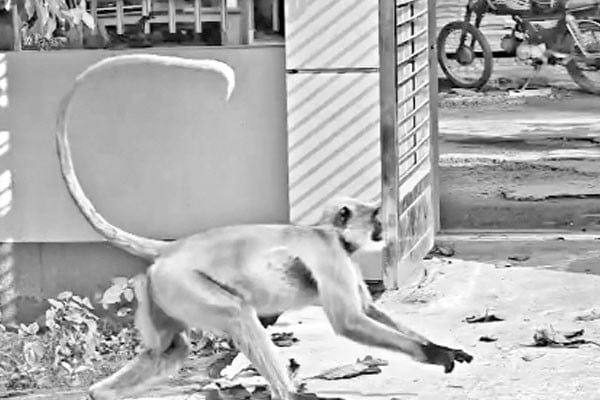 খাদ্যের সন্ধানে লোকালয়ে মুখপোড়া হনুমান