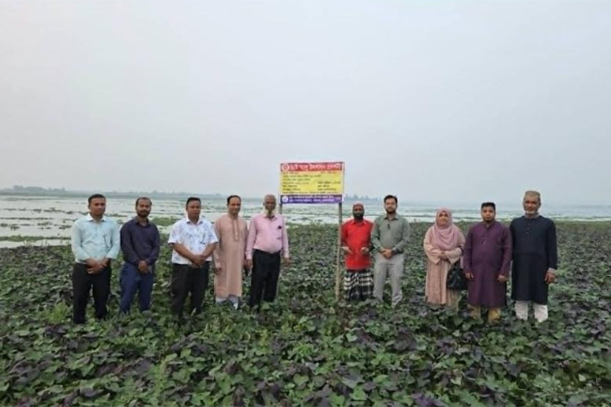 নবীনগরে বাড়ছে ওকিনাওয়া মিষ্টি আলুর আবাদ ও চাহিদা