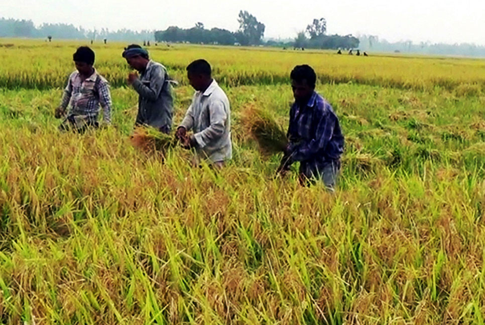 দিনাজপুরে ধান কাটার শ্রমিকের সংকট, চরম বিপাকে কৃষক
