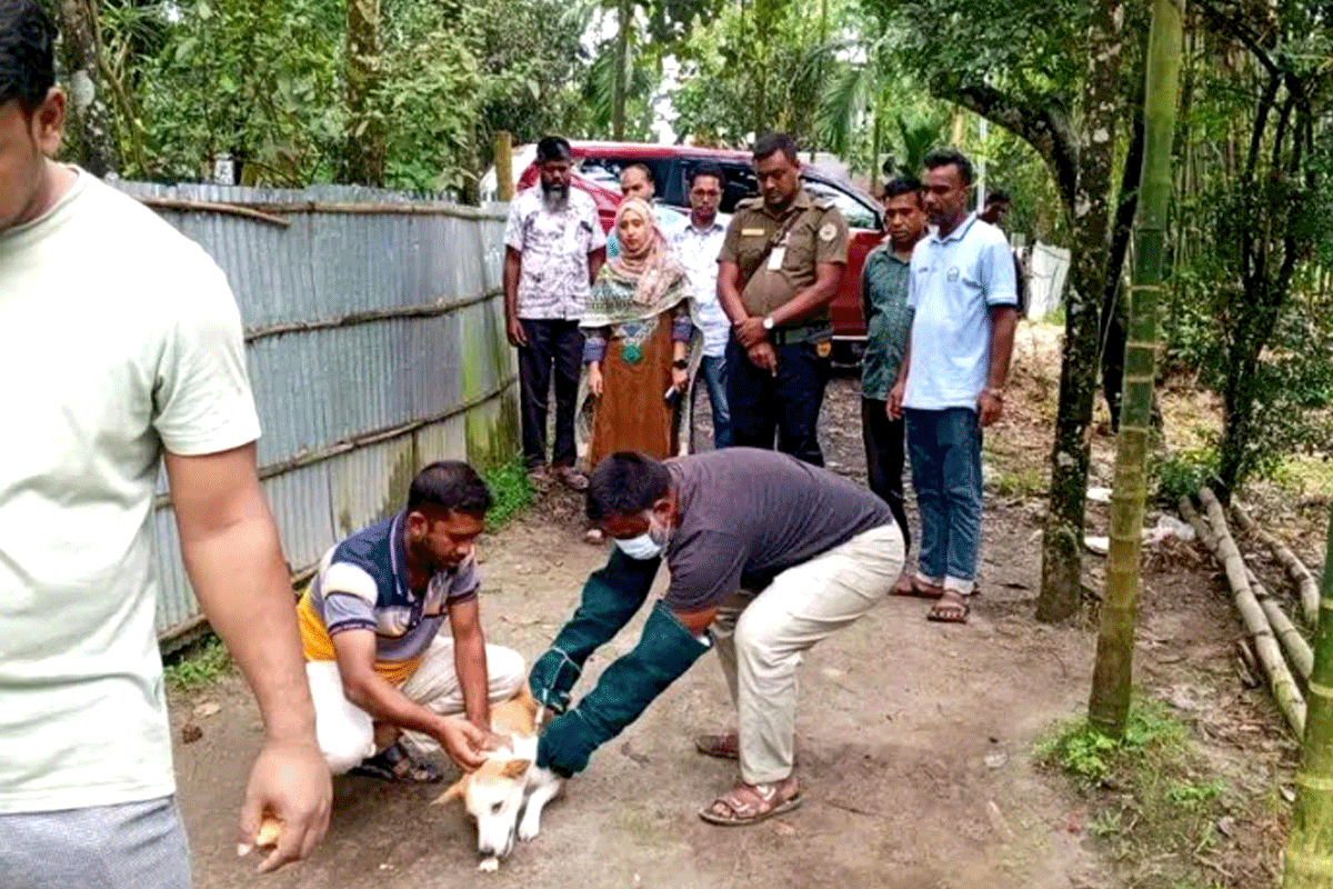 গাইবান্ধায় কুকুরের কামড়ে ৫ জনের মৃত্যু, নড়েচড়ে বসছে প্রশাসন