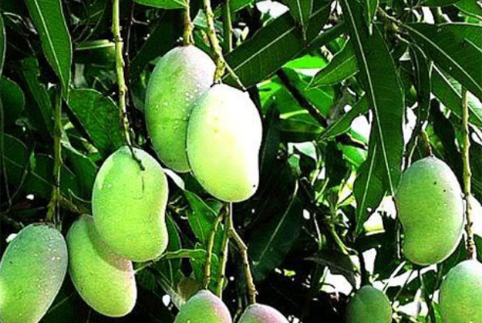 কাঁচা আম কেন খাবেন?