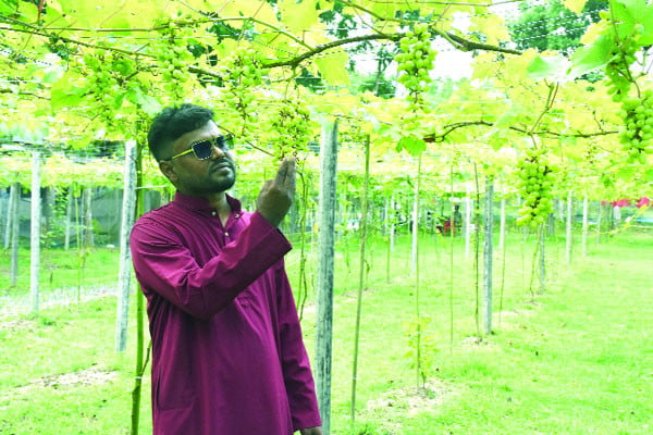 দেড় বিঘা জমিতে ২০৪ জাতের আঙুর
