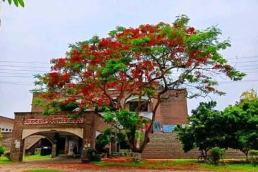 কৃষ্ণচূড়ায় রঙিন ইসলামী বিশ্ববিদ্যালয়