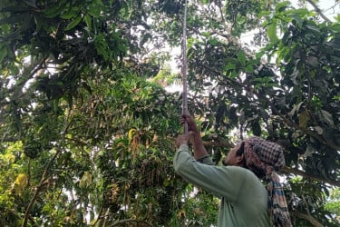 রাজশাহীতে গুটি আম পাড়া শুরু