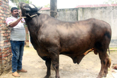 কোরবানির হাট কাঁপাতে আসছে ‘দিনাজপুরের সম্রাট’