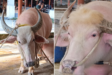 যুদ্ধের ময়দান নয়, এবার খামারে নজর কাড়ছে ‘ট্রাম্প-নেতানিয়াহু’