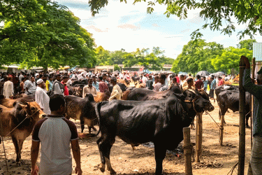 ঈদুল আজহা ঘিরে রংপুরের অর্থনীতিতে নতুন গতি