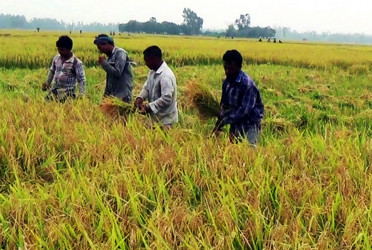 দিনাজপুরে ধান কাটার শ্রমিকের সংকট, চরম বিপাকে কৃষক