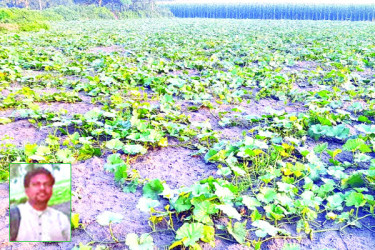 কুমড়া খেতেও মধু আহরণ