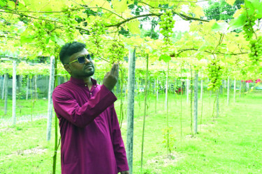 দেড় বিঘা জমিতে ২০৪ জাতের আঙুর