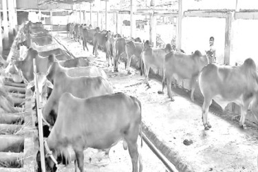 গবাদি পশু পরিচর্যায় ব্যস্ত খামারিরা