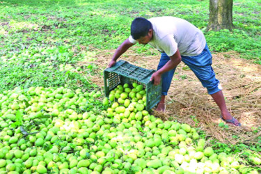 বাজারে এসেছে রাজশাহীর আম