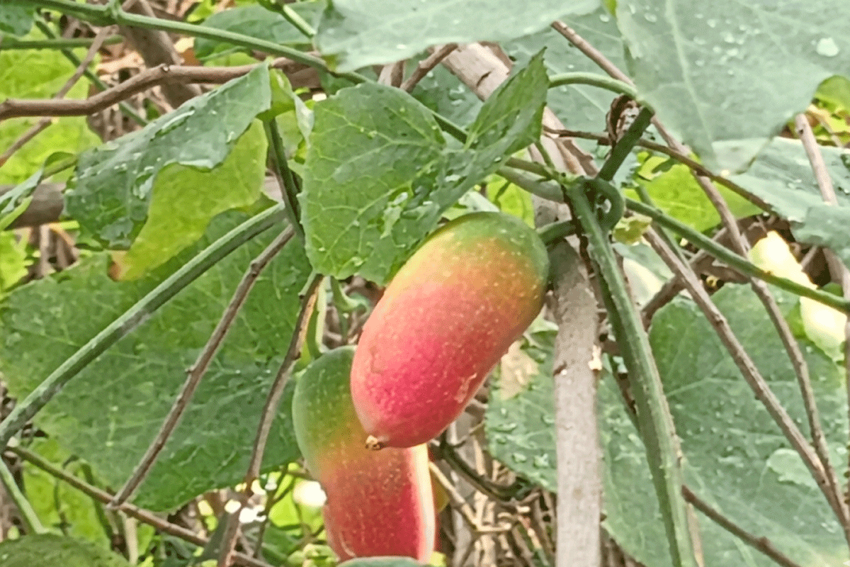 হারিয়ে যাচ্ছে ‘প্রাকৃতিক ইনসুলিন’ তেলাকুচা