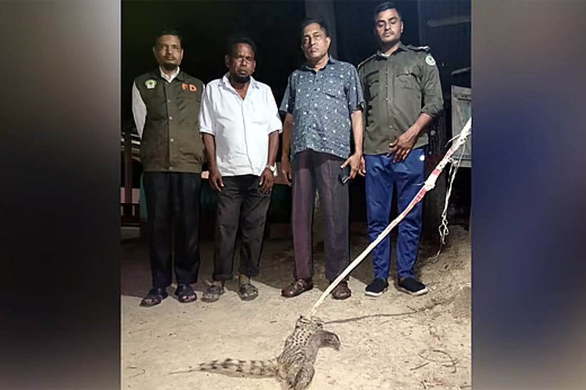 সাতকানিয়ায় বিপন্ন বাগডাশ হত্যা করে ঝুলিয়ে রাখার অভিযোগ