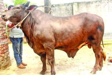 দাম হাঁকা হচ্ছে ১২ লাখ টাকা