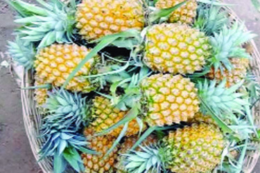 উত্তম কৃষি চর্চায় উৎপাদন বাড়ছে আনারসের