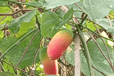 হারিয়ে যাচ্ছে প্রাকৃতিক ইনসুলিন তেলাকুচা