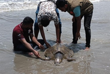 কুয়াকাটা সৈকতে মিললো বিরল প্রজাতির কচ্ছপ