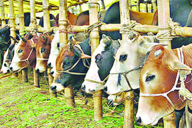 কোরবানি ঘিরে চাঙা অর্থনীতি