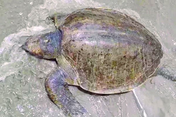 কুয়াকাটা সৈকতে ভেসে এলো বিরল প্রজাতির কচ্ছপ