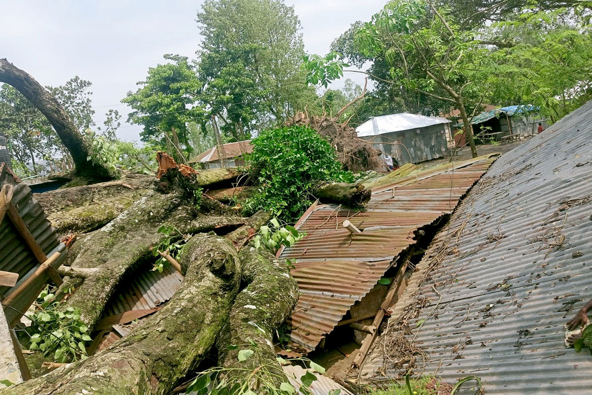 সোনাতলায় ঝড়ে ভেঙে পড়ল শতবর্ষী পাকুড় গাছ, ক্ষতিগ্রস্ত তিন পরিবার
