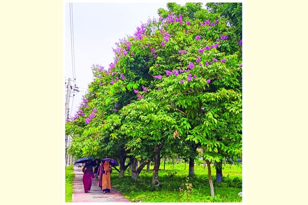 বেগুনি জারুলে মুগ্ধতা