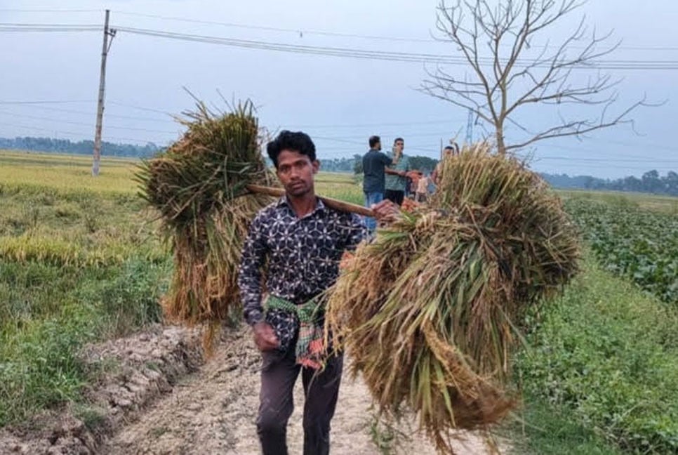 অনাকাঙ্ক্ষিত বৃষ্টি ও শ্রমিক সংকটে বিপাকে বুড়িচংয়ের কৃষক