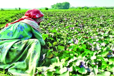 জাপানি মিষ্টি আলুতে বাজিমাত