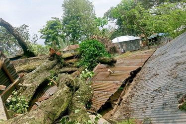 সোনাতলায় ঝড়ে ভেঙে পড়ল শতবর্ষী পাকুড় গাছ, ক্ষতিগ্রস্ত তিন পরিবার