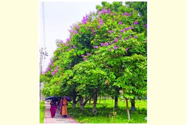 বেগুনি জারুলে মুগ্ধতা