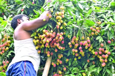 আমের রাজ্যে লিচুর সম্ভাবনা