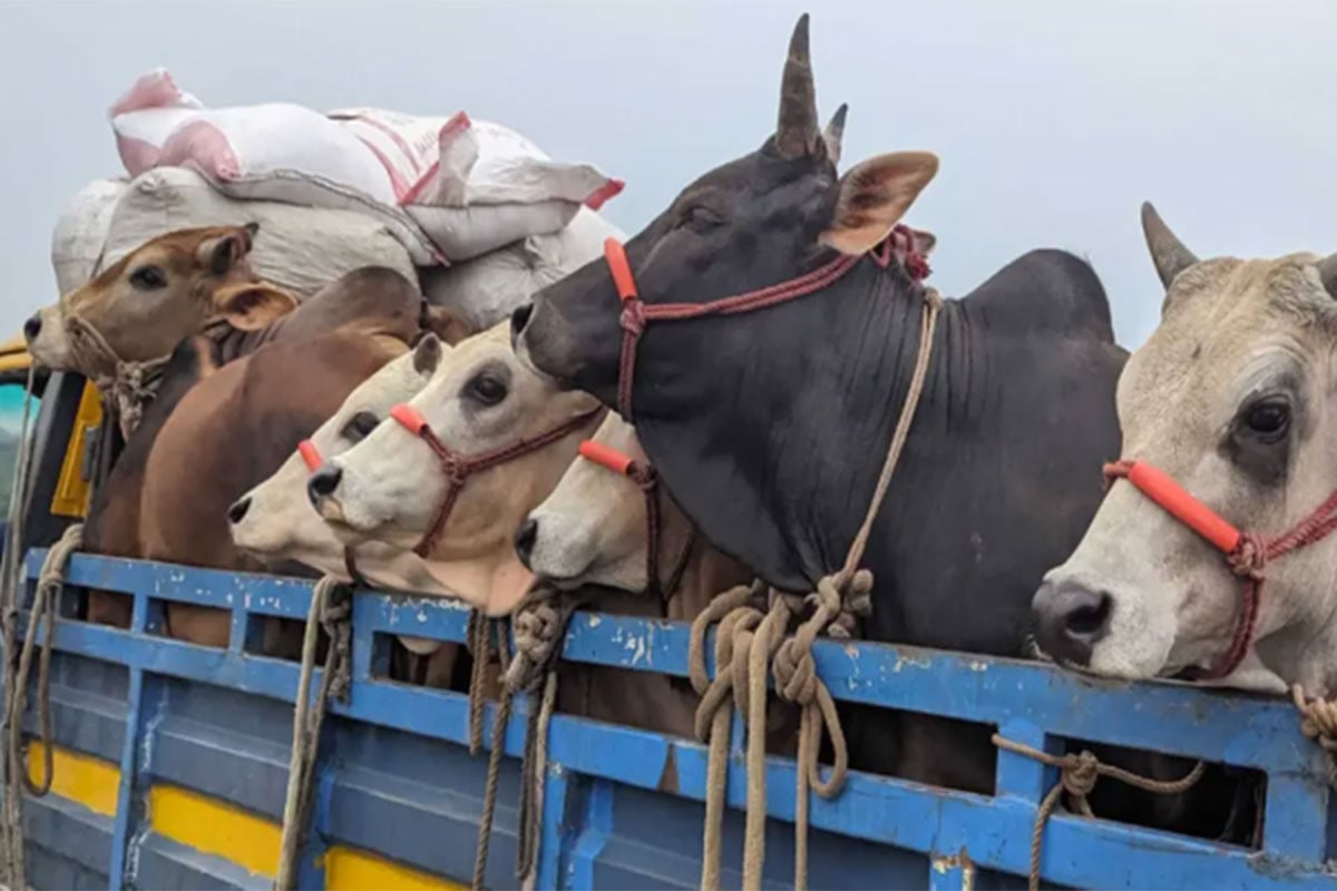 কোন হাটে যাবে কোরবানির পশু, ট্রাকে লিখতে হবে নাম-ঠিকানা