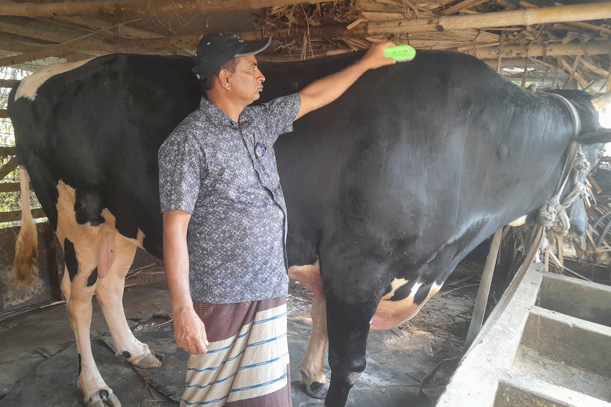 কোরবানির বাজারে আলোচনায় ৪২ মণের ‘কালো পাহাড়’