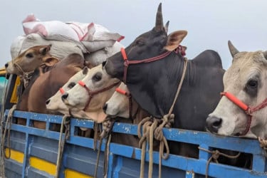 কোন হাটে যাবে কোরবানির পশু, ট্রাকে লিখতে হবে নাম-ঠিকানা