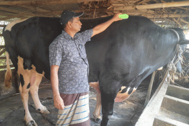 কোরবানির বাজারে আলোচনায় ৪২ মণের ‘কালো পাহাড়’
