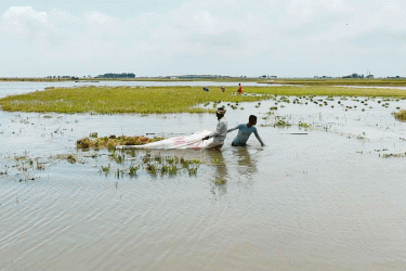 নেত্রকোনায় হাওরাঞ্চলে বোরো ধানের ক্ষতি ৩৭২ কোটি টাকার বেশি