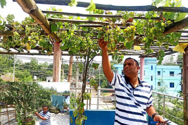 বগুড়ায় দেশি-বিদেশি ফলের ছাদ বাগানে ব্যবসায়ীর সাফল্য
