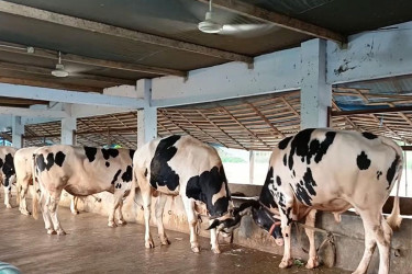 বাগেরহাটে একই রঙ ও গড়নের ১০ গরু নজর কাড়ছে ক্রেতাদের