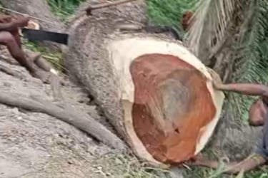 সরকারি গাছ কাটার অভিযোগে ইউপি সদস্যকে শোকজ