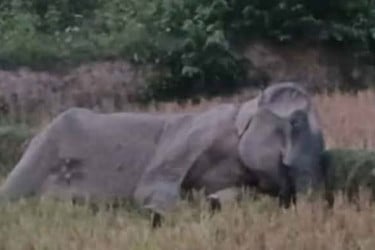 চকরিয়ায় অসুস্থ বন্য মা হাতির মৃত্যু