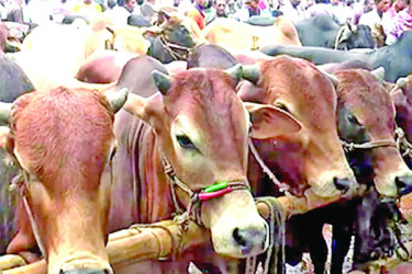 চলছে কোরবানির হাটের চূড়ান্ত প্রস্তুতি
