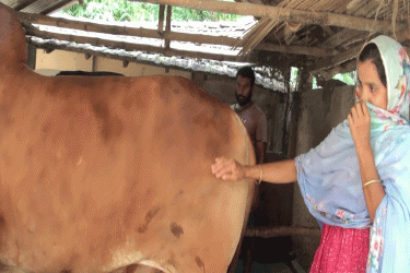 গরু পালনে ভাগ্য বদলেছে মহিউদ্দিন-কবিতার