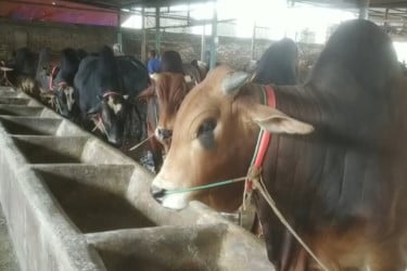 ঈদ ঘিরে ব্রাহ্মণবাড়িয়ায় ব্যস্ত খামারিরা, চলছে পশু পরিচর্যার ধুম
