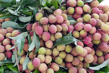 অনন্য স্বাদের দিনাজপুরী লিচু বাজারে